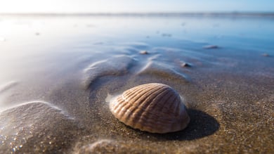 Shell on beach